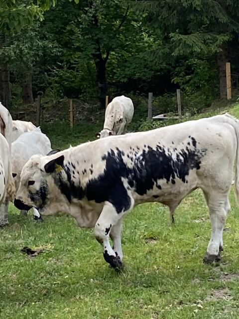 Pustertaler Stier
