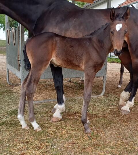 Zwei schöne Hengstfohlen