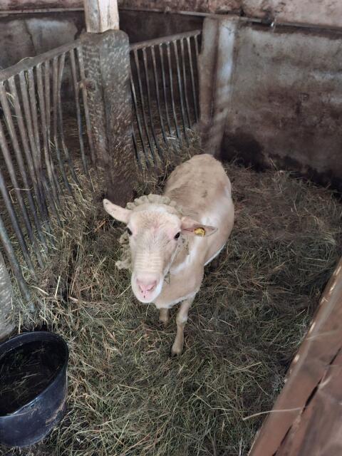 Schafbock Merino/Lacaune