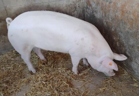 Mastschweine