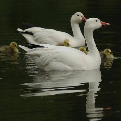 Atlantische Schneegans (Anser caerulescens atlanticus)