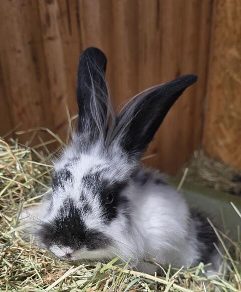 Kaninchen
