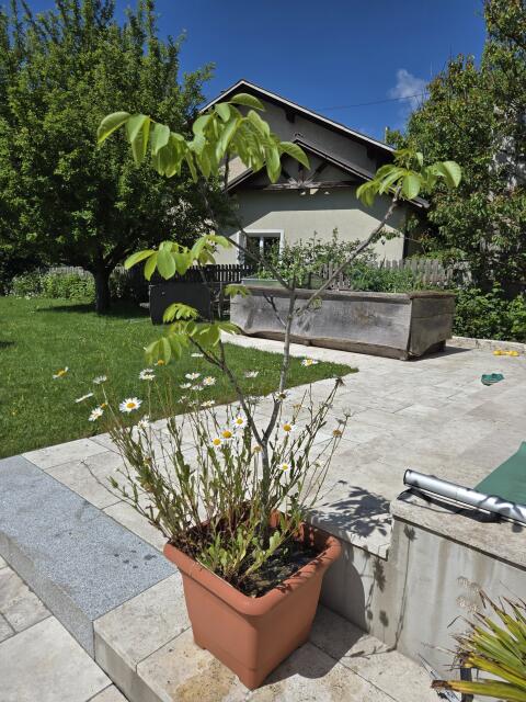 Nussbaum im Topf