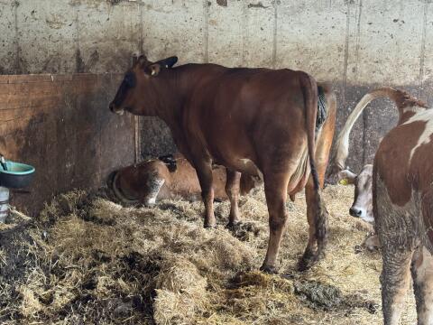 Brahman Mutterkuh