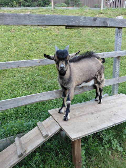 Zwergziege, Mini-Zwergziegenbock