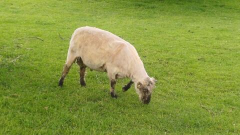 Shropshire-Widder