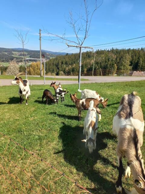 Steirische Scheckenziege Kitze