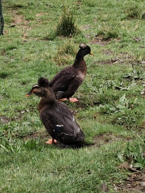 Landenten mit Haube, Enten