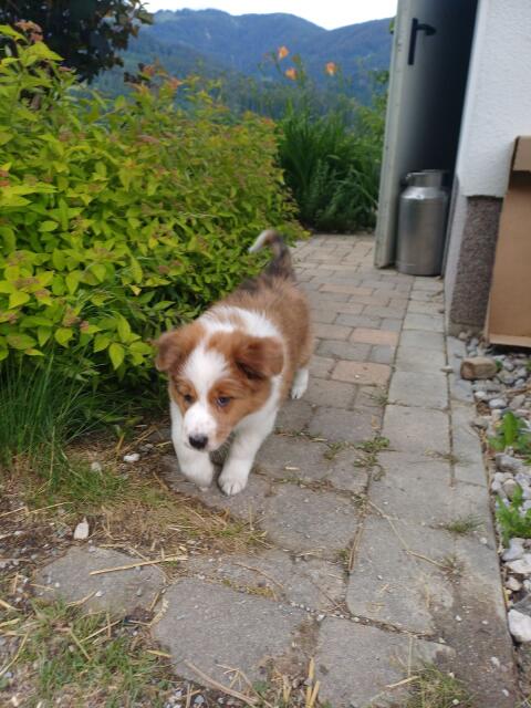 Border Collie Australian Shepherd Welpe
