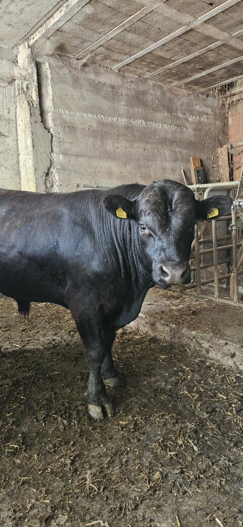 Verkauft wird ein braver Angus-Deckstier