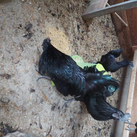 Ayam Cemani