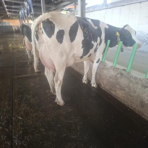Top Holstein Jungkühe