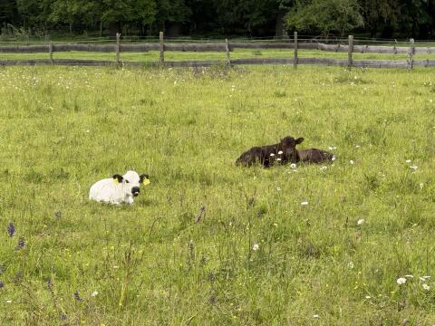 Galloway/Aubrac Kalbinnen