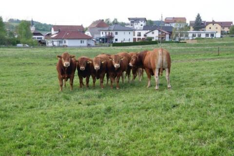 Bio-Limousin-Zuchtstier, Sprungstier, genetisch hornlos