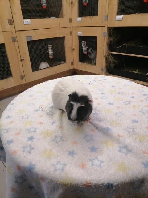 Meerschweinchen