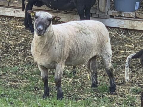 Shropshire Schafbock