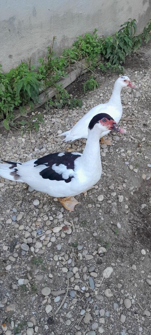 Enten