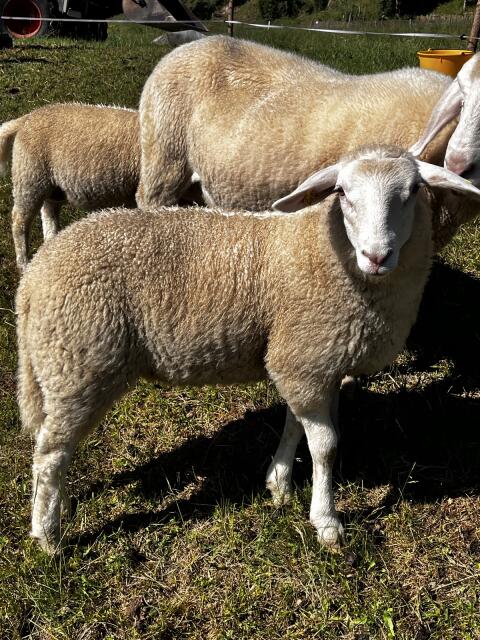 Texel-Bergschaf-Kreuzungslämmer