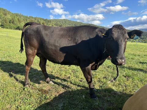 Wagyu-Kuh