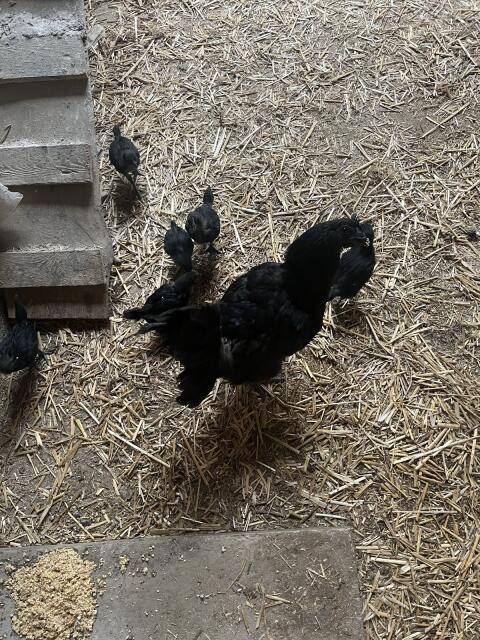 Ayam Cemani Küken
