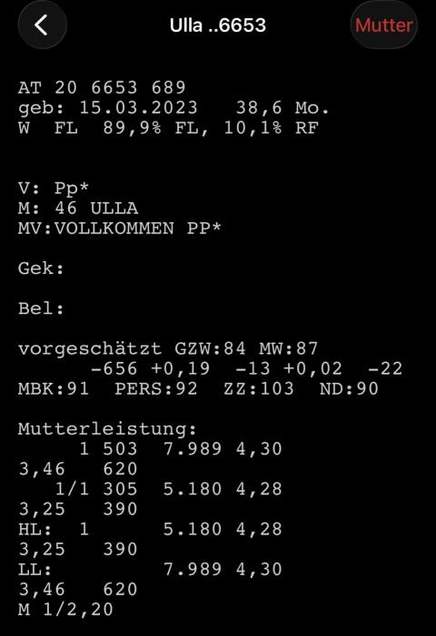 Hochträchtige Fleckviehkalbin