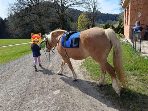 Haflinger Stute