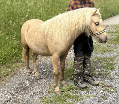Amerikanisches Miniaturpferd