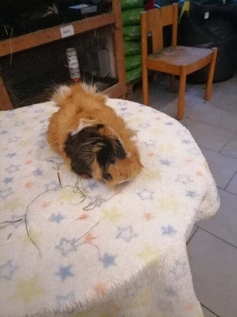 Meerschweinchen-Dame