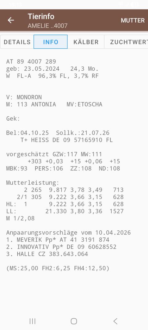 Verkaufe 2 trächtige Fleckviehkalbinnen
