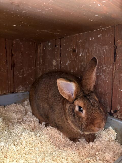 Neuseeländer-Mix-Rammler