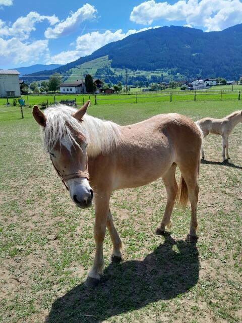 Haflinger 1-jähriges Hengstfohlen