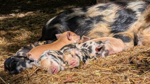 Kunekune Ferkel mit HB