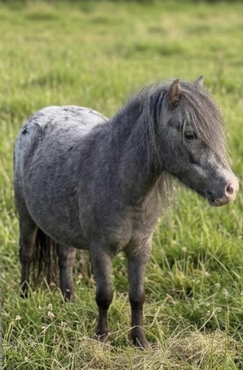 Sehr brave Mini-Appaloosa Stute