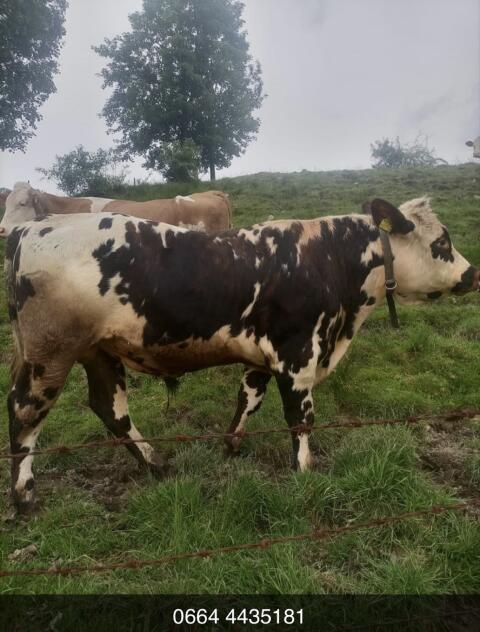 Normande Zuchtstier