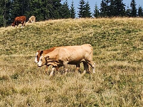 Suche Urlaub am Bauernhof, Alm zur Mithilfe