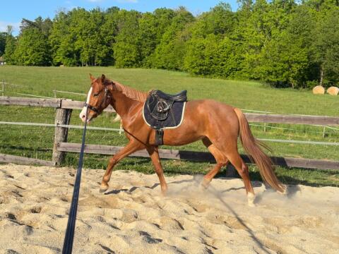 Reitpony mit Top-Charakter