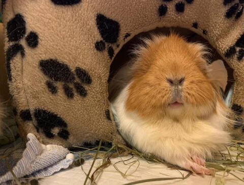 Sheltie-Meerschweinchen