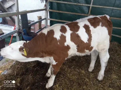 Fleckvieh Bullenkalb