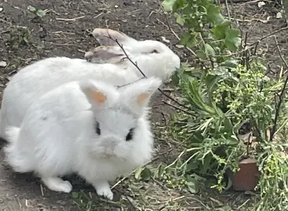 Hasen (auf Wunsch mit Stall)