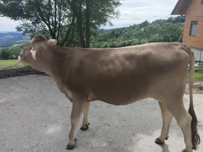 Trächtige Braunviehkalbin zu verkaufen