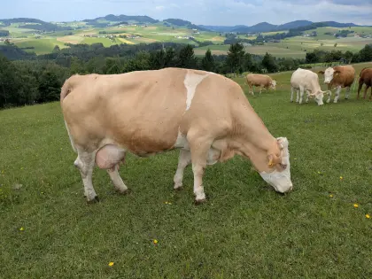 Verkaufe Bio-Mutterkuh, Rasse Fleckvieh