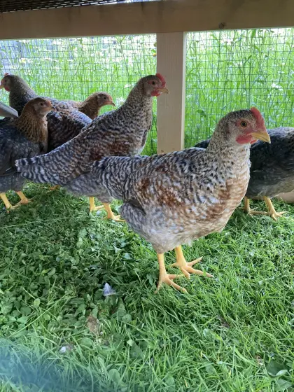Bielefelder Kennhühner Hähne