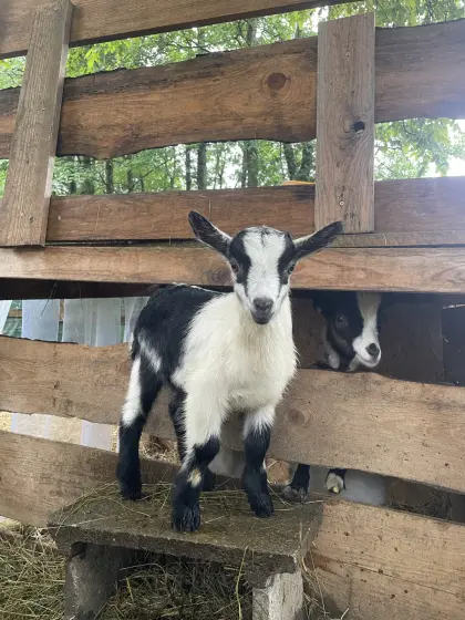 Pfauenziegenbock