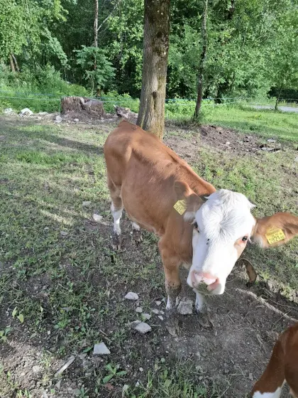2 Fleckviehkälber, weiblich