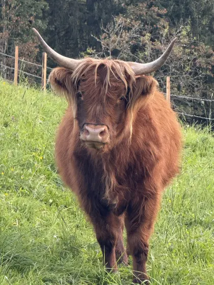 Bio-Hochlandrinder