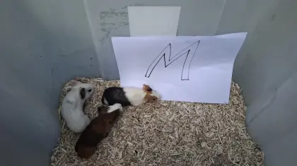 Meerschweinchen vom Bauernhof