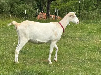 Saanenziege