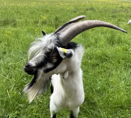 Pfauenziegenbock