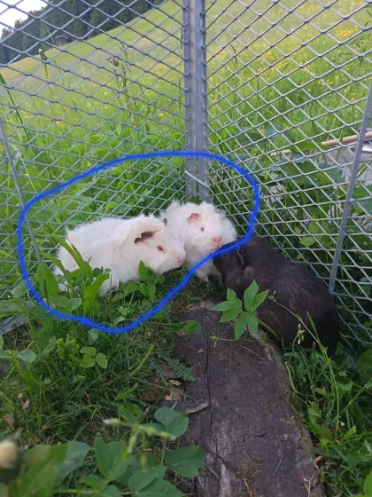 Verkaufe Meerschweinchen
