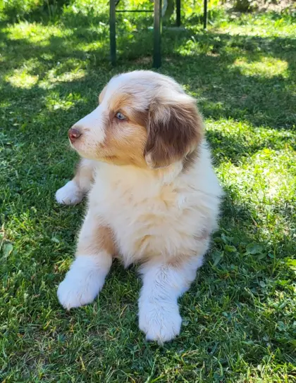 Australian Shepherd Welpen mit Ahnenpass